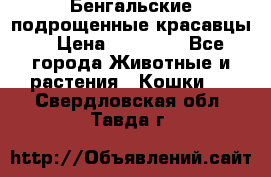 Бенгальские подрощенные красавцы. › Цена ­ 20 000 - Все города Животные и растения » Кошки   . Свердловская обл.,Тавда г.